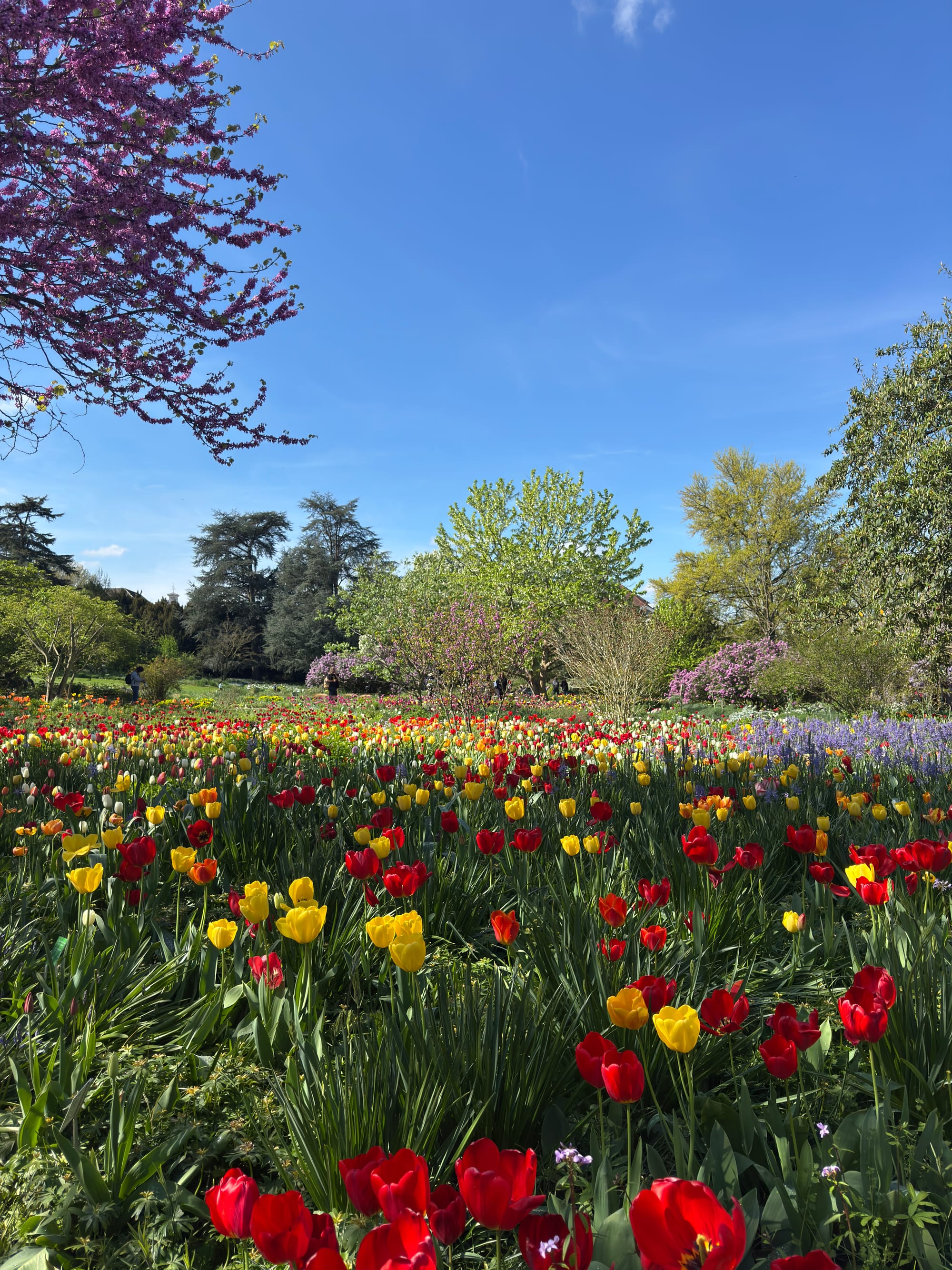 Colorful spring flowers at Hermannshof Botanical Garden in Weinheim