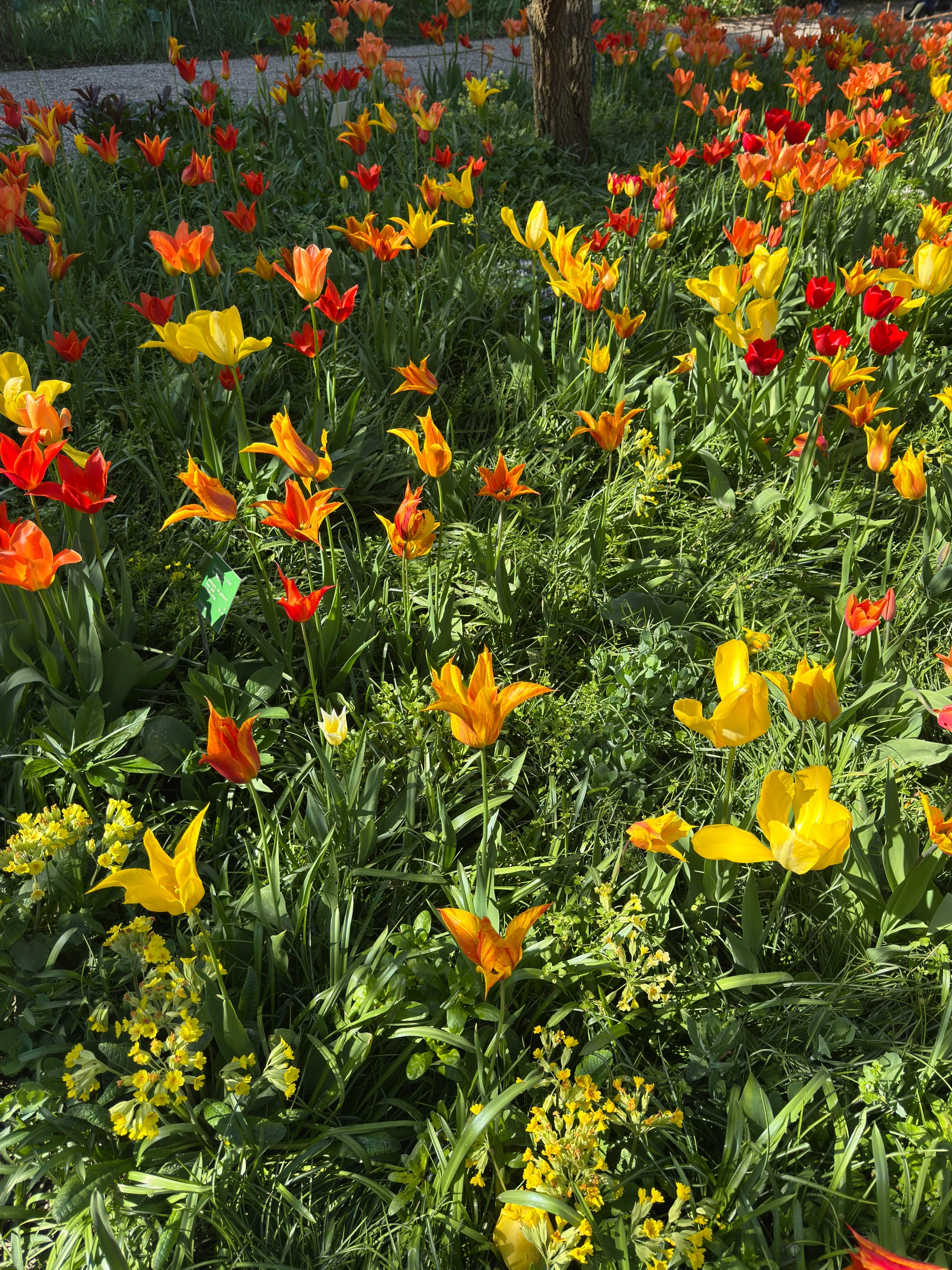 Colorful spring flowers at Hermannshof Botanical Garden in Weinheim