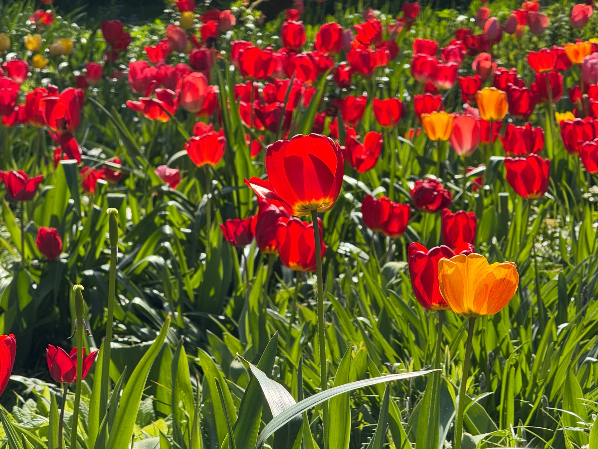 Colorful spring flowers at Hermannshof Botanical Garden in Weinheim