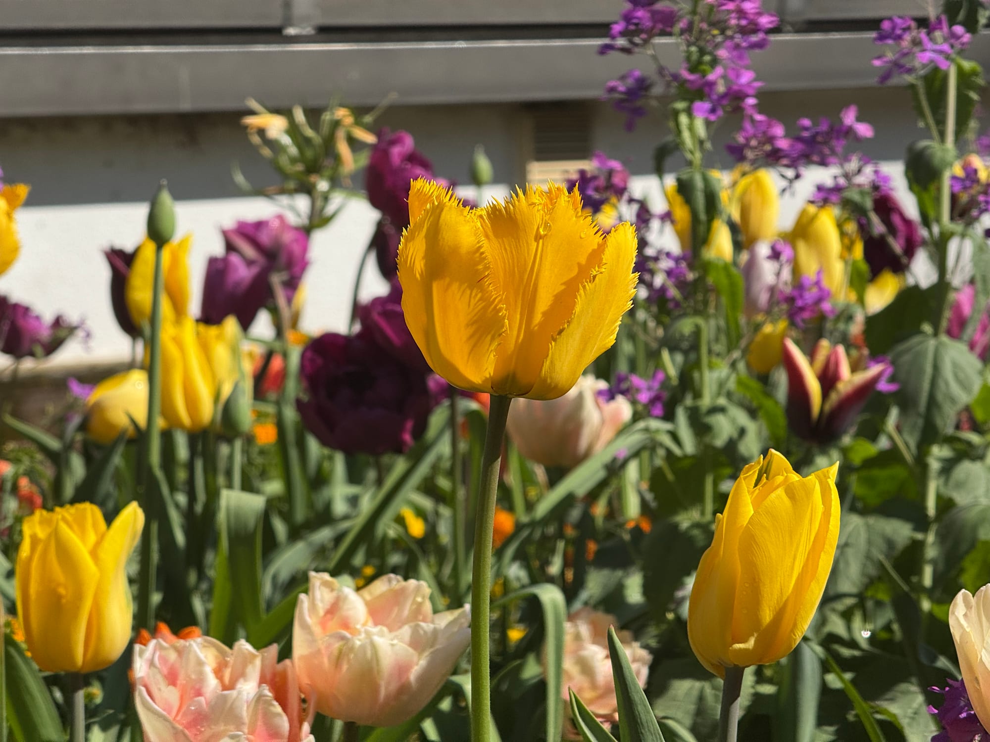 Colorful spring flowers at Hermannshof Botanical Garden in Weinheim
