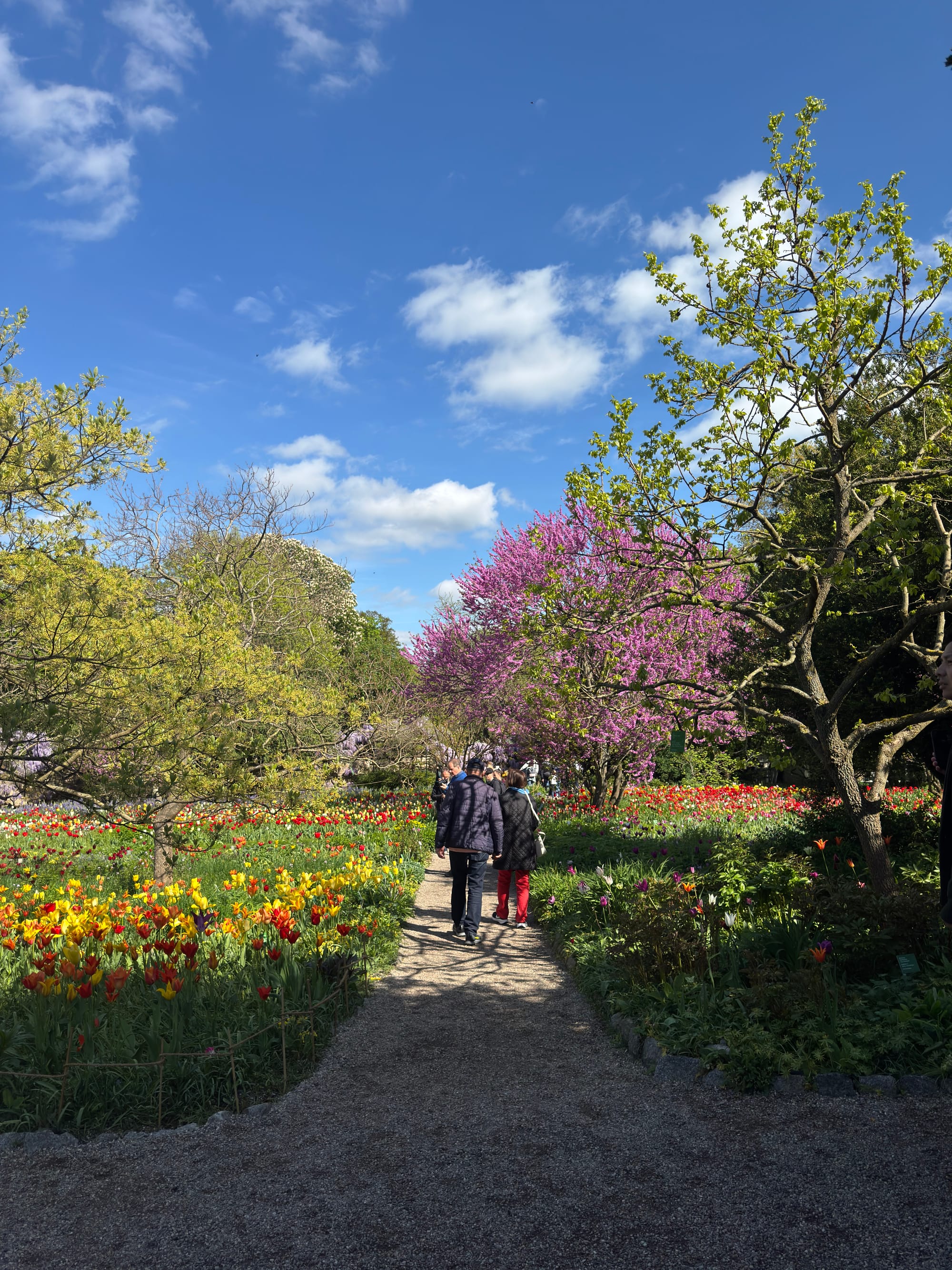 Colorful spring flowers at Hermannshof Botanical Garden in Weinheim