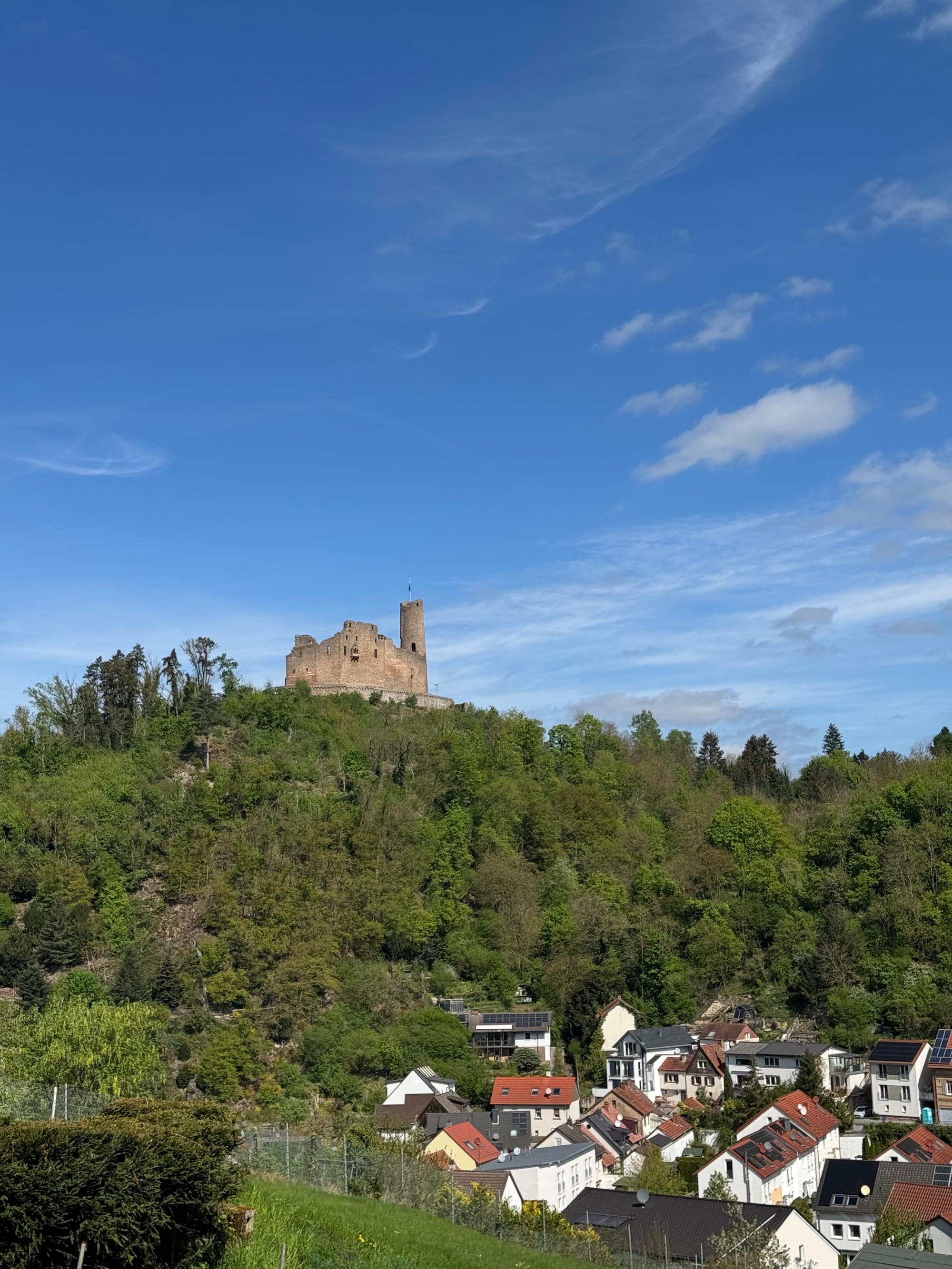 View of the Windeck Castle from the Exotenwald