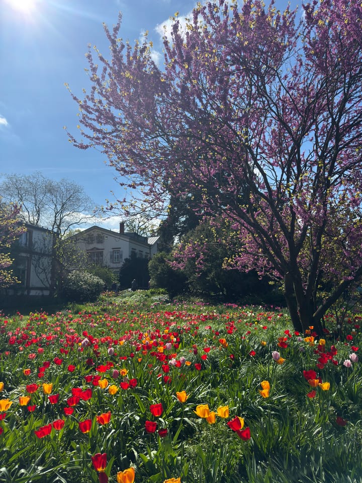 Colorful spring flowers at Hermannshof Botanical Garden in Weinheim